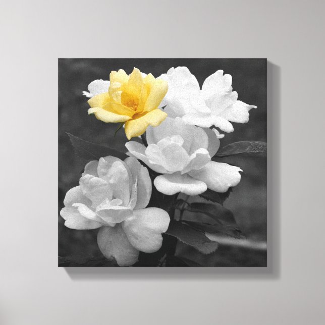Yellow Rose Cluster Partial Colour  Canvas Print (Front)