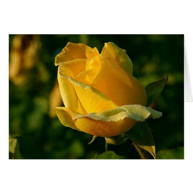 Yellow Rose Floral 2 (Front Horizontal)