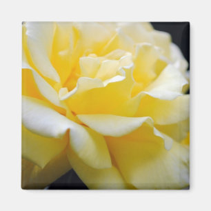 Yellow Rose Floral 5 Magnet