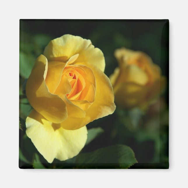 Yellow Rose Floral Magnet (Front)
