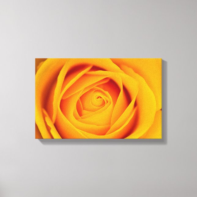 Yellow rose flower Canvas print (Front)