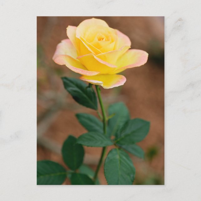 Yellow  Rose Flower Floral Flowers Roses Postcard (Front)