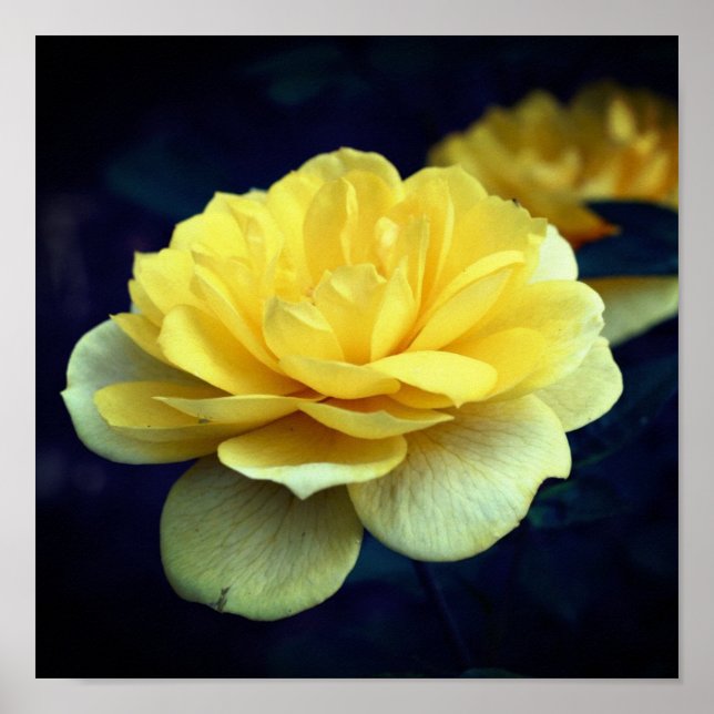 Yellow Rose Flower In Full Bloom  Poster (Front)