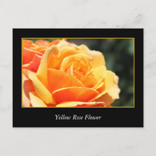 yellow rose flower, love and romance postcard