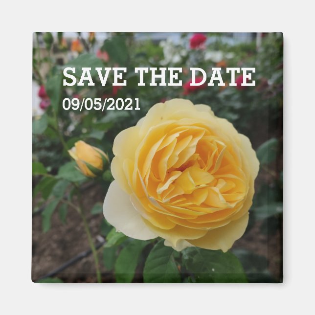 Yellow rose flower magnet (Front)