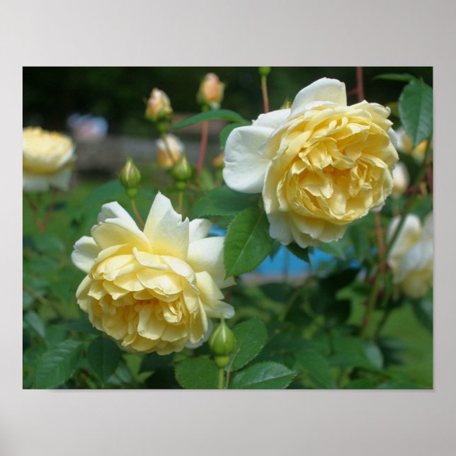 Yellow Rose Flower Pair Poster (Front)