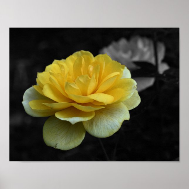 Yellow Rose Flower Partial Colour Poster (Front)