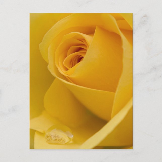 Yellow Rose Flower Postcard (Front)