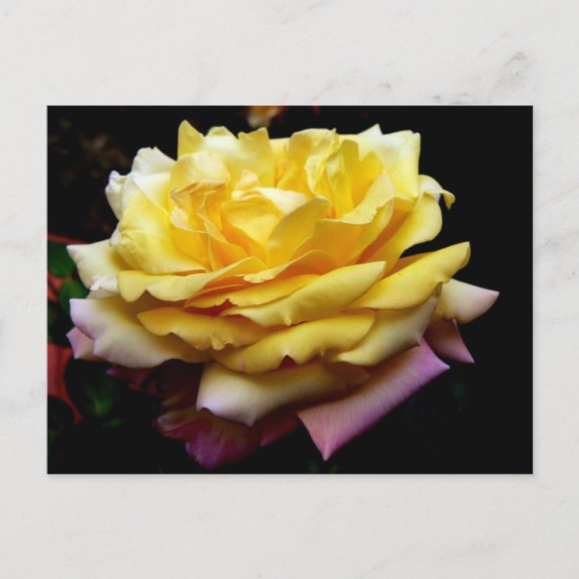 Yellow Rose Flower Postcard (Front)