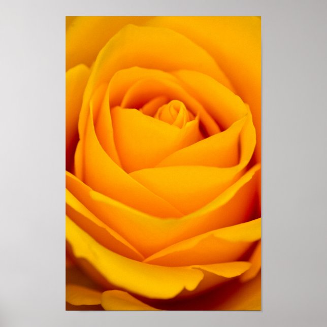 Yellow rose flower Poster (Front)