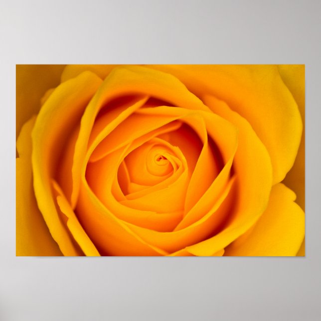 Yellow rose flower Poster (Front)