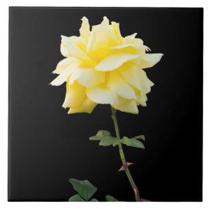 Yellow rose flower tile