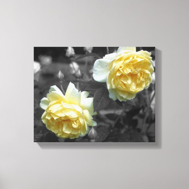 Yellow Rose Flowers Partial Colour Canvas Print (Front)