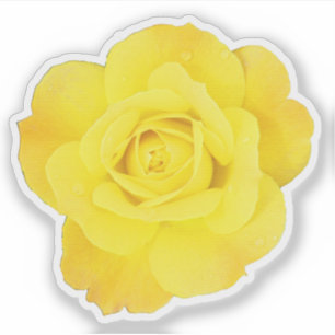 Yellow Rose Friendship Day Friends Weddings Floral