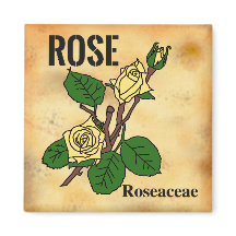 Yellow Rose line art aged paper style