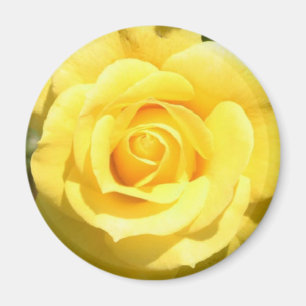 Yellow Rose Magnet