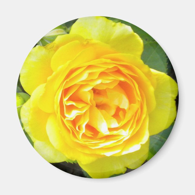 Yellow Rose Magnet (Front)