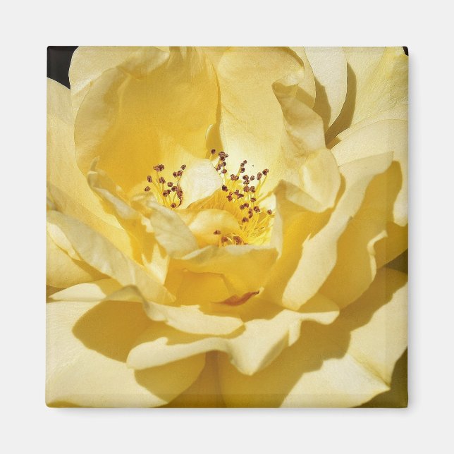 Yellow Rose Magnet (Front)
