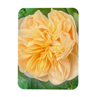 Yellow Rose Magnet