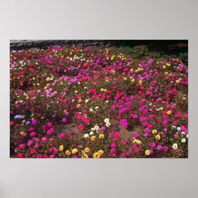 yellow Rose Moss (Portulaca Grandiflora) flowers Poster (Front)