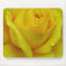 Yellow rose