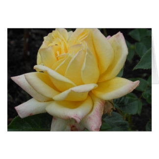 Yellow Rose, Northern Ireland