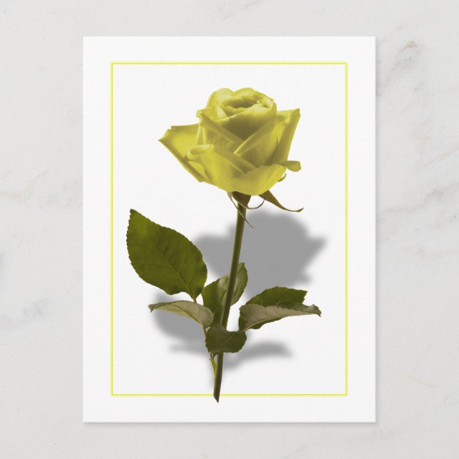 Yellow Rose of Friendship Postcard (Front)