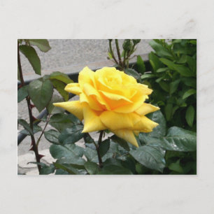 Yellow Rose of Texas Postcard