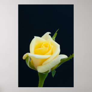 Yellow rose on the black background poster