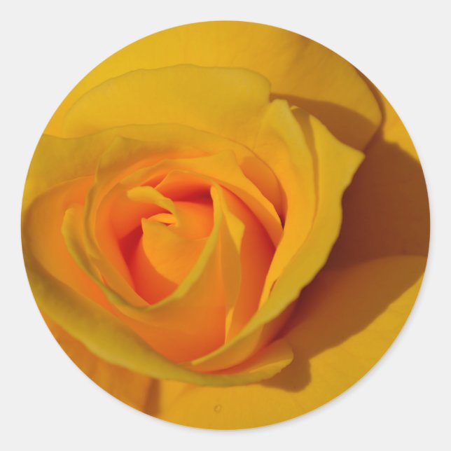 Yellow Rose orange rose romantic rose Classic Round Sticker (Front)