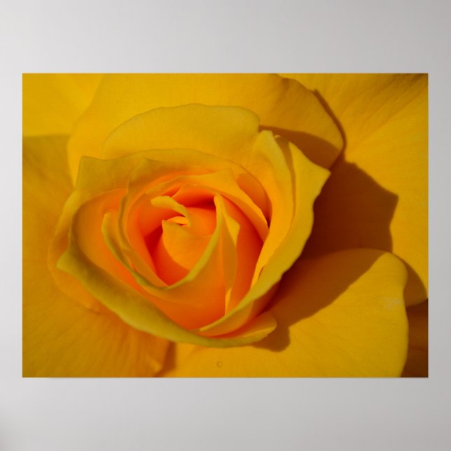 Yellow Rose orange rose romantic rose Poster (Front)
