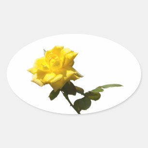 Yellow rose oval sticker