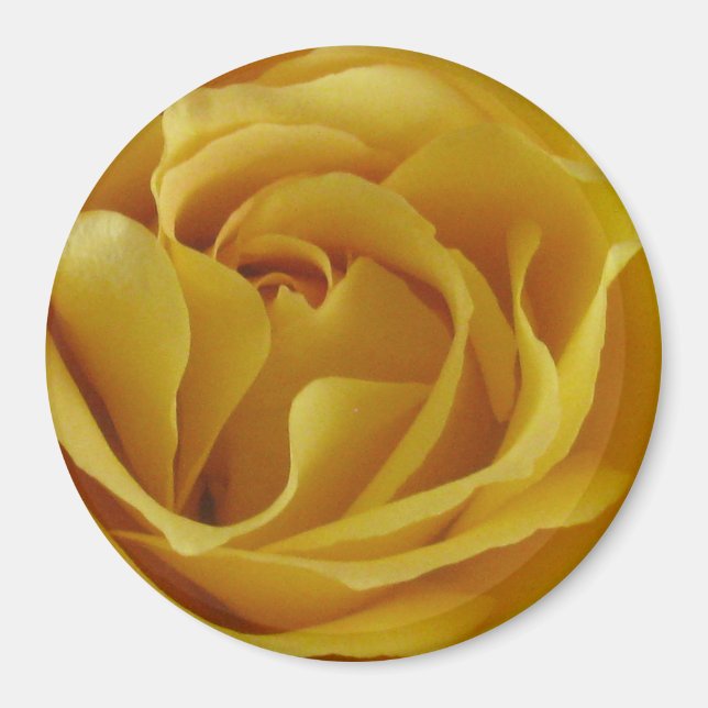 Yellow Rose Petals 3" Round Magnet (Front)