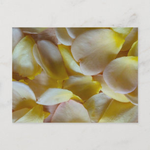 Yellow Rose Petals Postcard