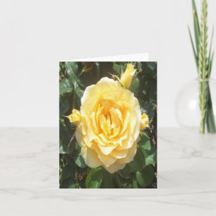 Yellow Rose Photo Folded Note Card