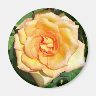 Yellow Rose Photo Round Magnet