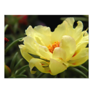 Yellow Rose Photography Photo Print