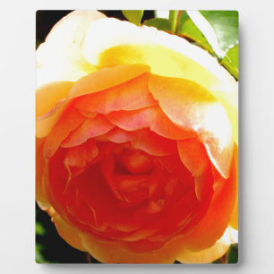 Yellow Rose Plaque