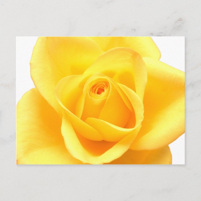 Yellow rose postcard (Front)