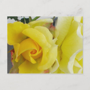 Yellow Rose Postcard