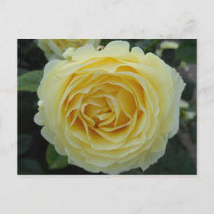 Yellow Rose Postcard