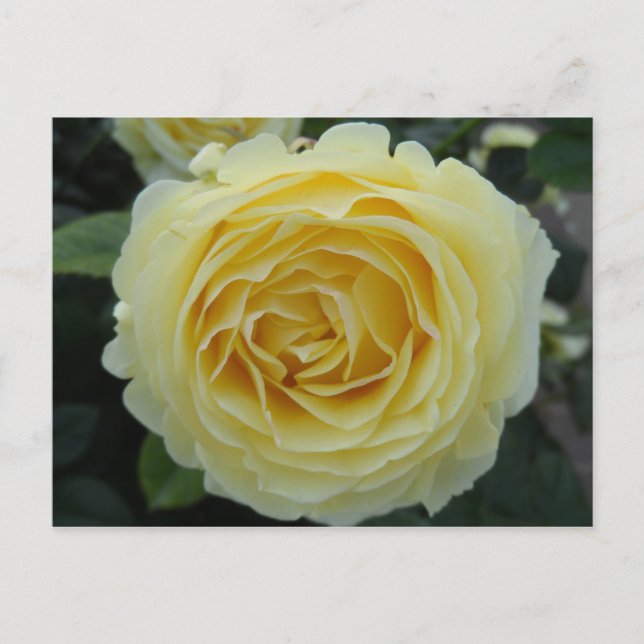 Yellow Rose Postcard (Front)