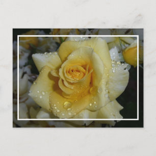 Yellow Rose Postcard