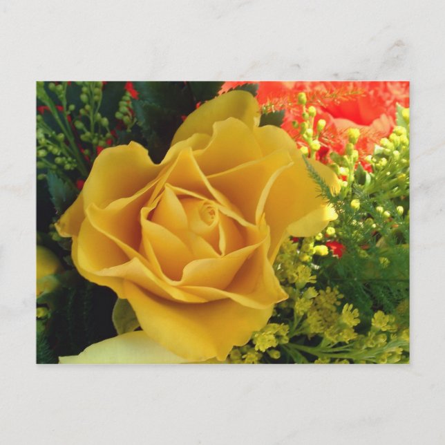 Yellow Rose | Postcard (Front)