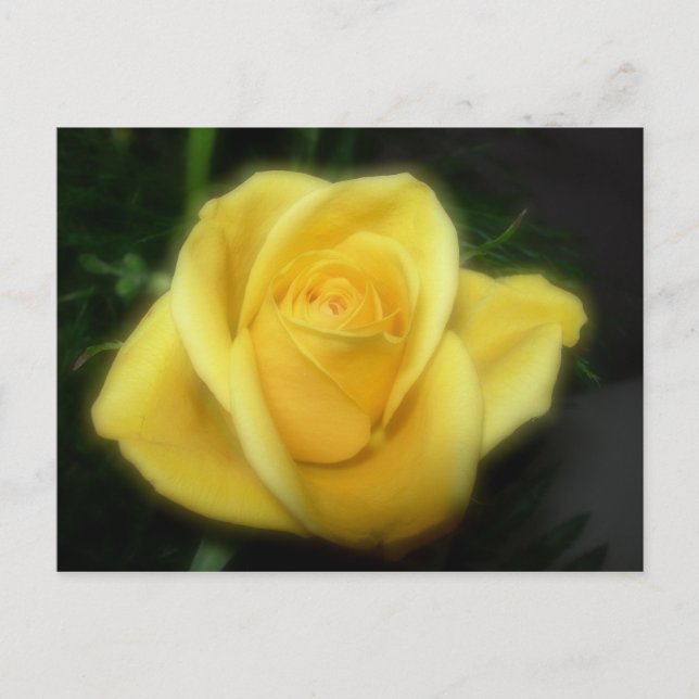 Yellow Rose Postcard (Front)