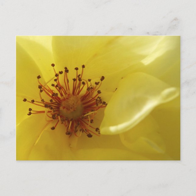 Yellow Rose Postcard (Front)