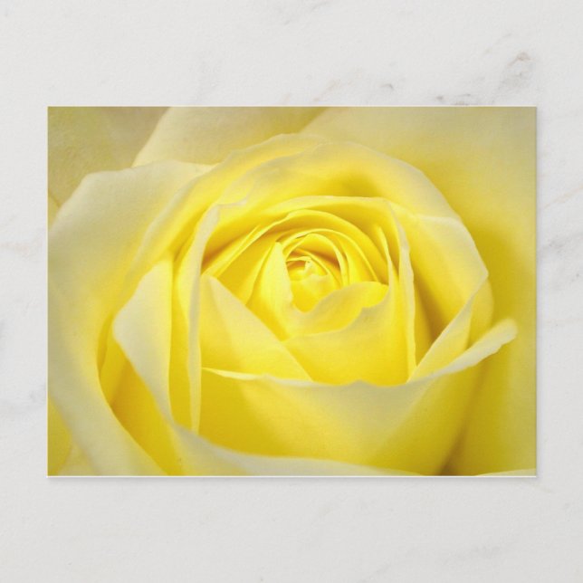 Yellow Rose Postcard (Front)