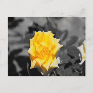 Yellow rose postcard