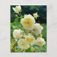 yellow Rose
