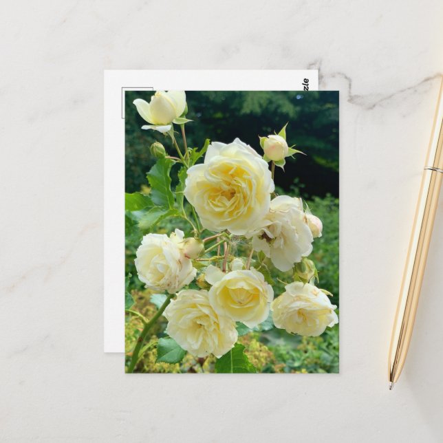 yellow rose postcard (Front/Back In Situ)